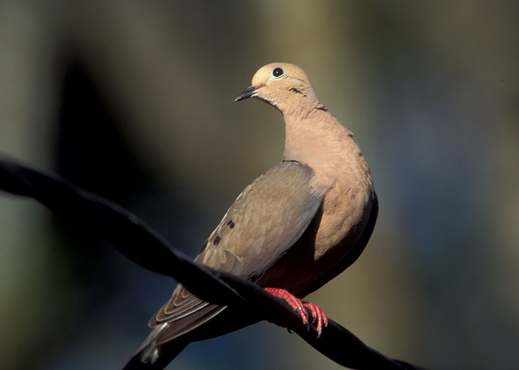 ETX Doves